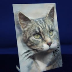 Farbrelief – Katze