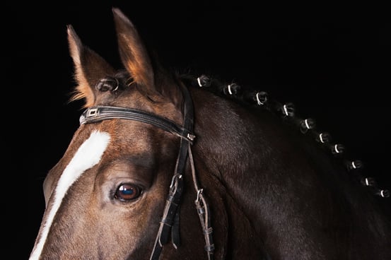 horses I
