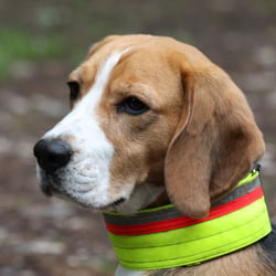 percy 1