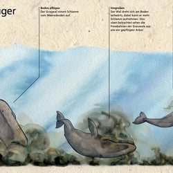 Meeresbodenpflüger