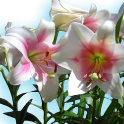 Lilien himmelblau