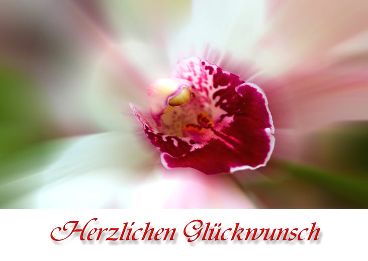 Orchidee – Neutrale Glückwunschkarte