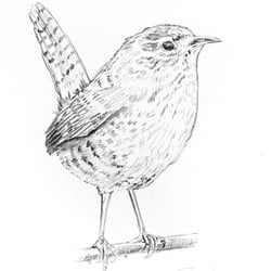 Zaunkönig wren