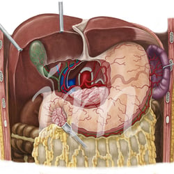Magen,Leber und Arterien in situ