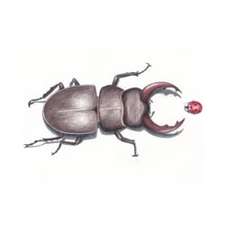 Käfer