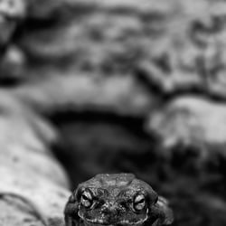 frosch