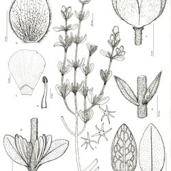 Wissenschaftliche Illustration