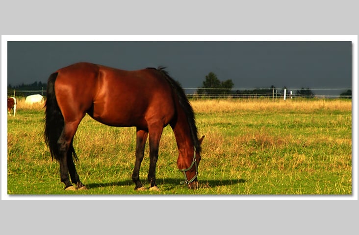 Esref Yilmaz/Fotografie: Tiere