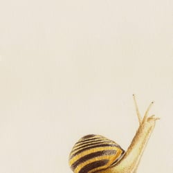 Bänderschnecke