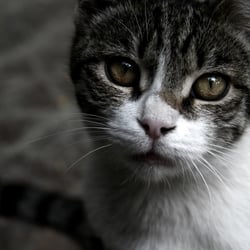 The random street cat in the Laleh Park in Tehran