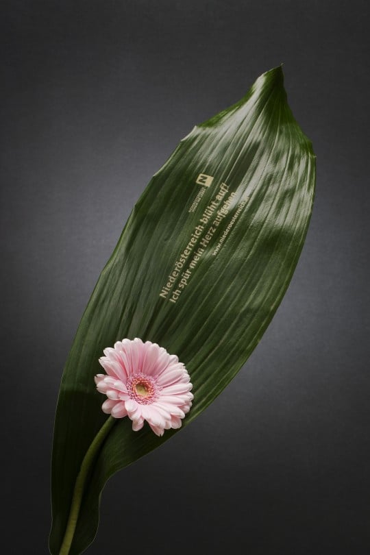 Aspidistra 1-540×810
