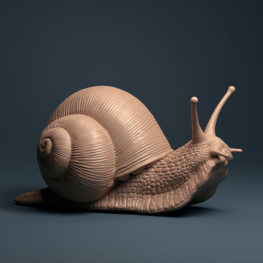 Weinbergschnecke