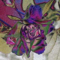 Rose9