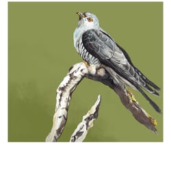 Illustration: Kuckuck Stil 2. Aquarell auf Papier