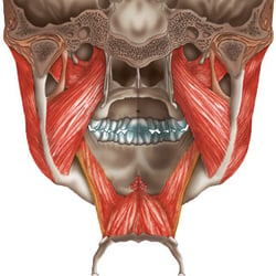 Zahntechnische Illustration