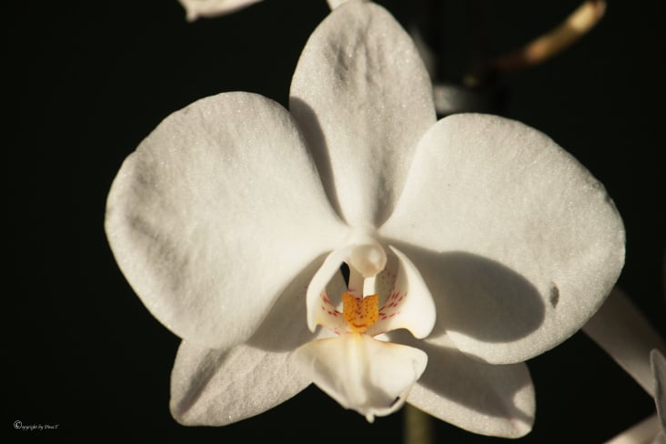 Flower / Orchidee Foto Übungen März 2014