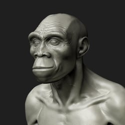 Homo Erectus