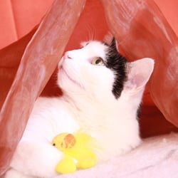 Bastet the Cat 2012 Teil 02