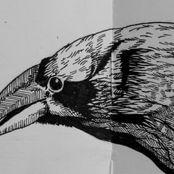 Rabe Closeup (analog)