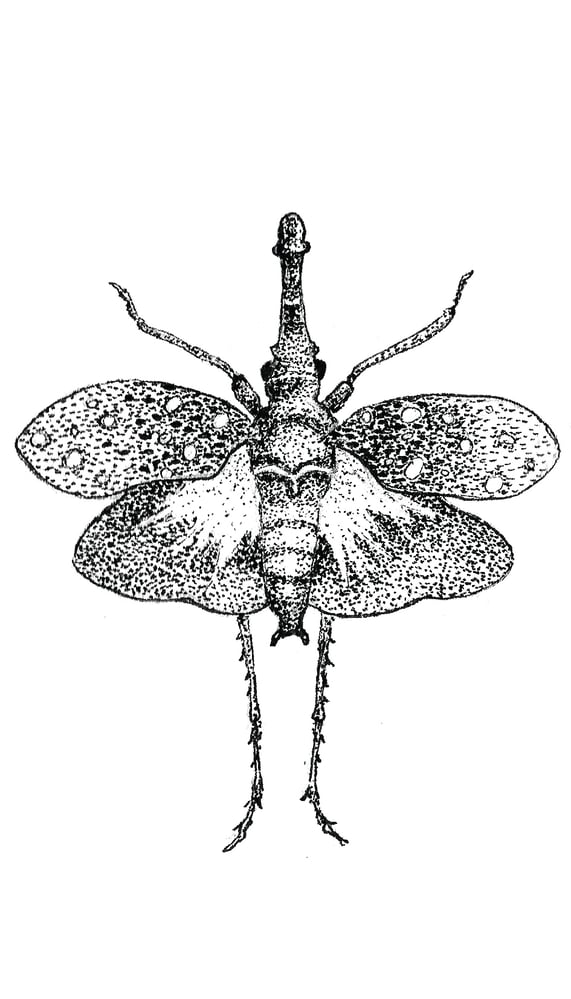 Kundenarbeit – Insekten