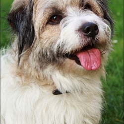 Terrier