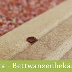 Videomarketing Bettwanzenbekämpfung