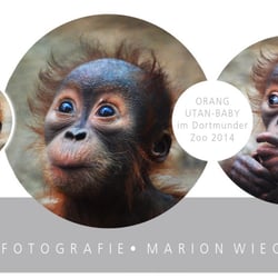 BABY ORANG