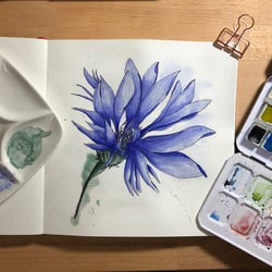 Kornblume