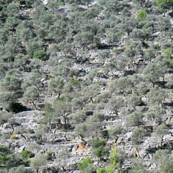 Landscape Mallorca Hills