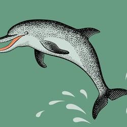 Delfin A4
