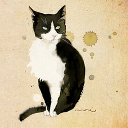 Katze