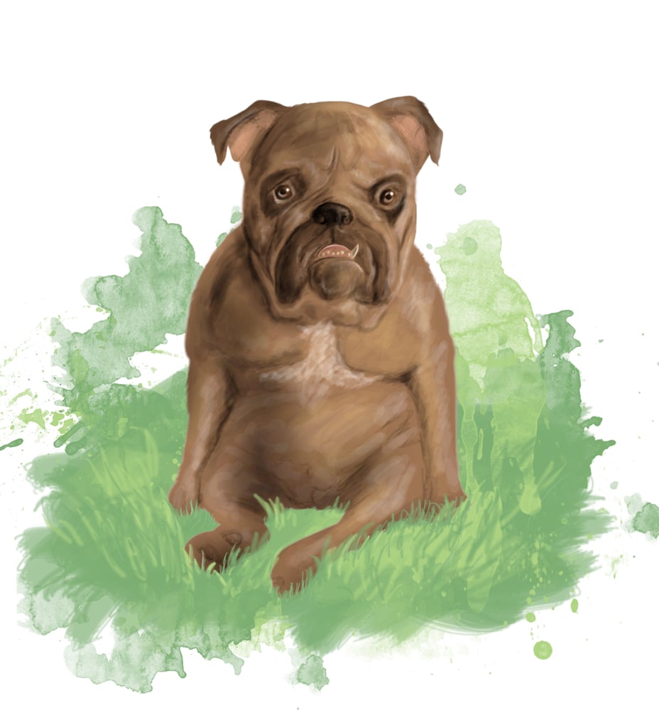 Bulldog