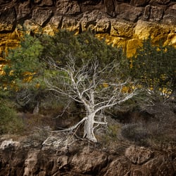 Silberbaum – Silver Tree (Cyprus 2016)