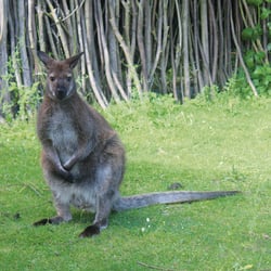 Känguru Tierpark Greifswald