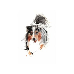 Sissi Blue Merle