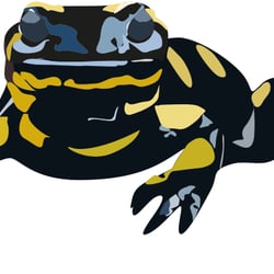 Amphibien (ein Arbeitskreis)