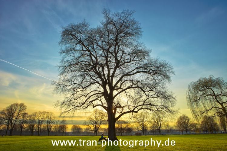 Baum