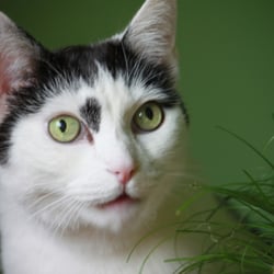 Bastet the Cat 2012 Teil 02
