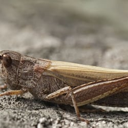 Heuschrecke