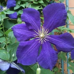 Natur 2012 Blumen