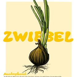 Zwiebel.