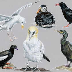 Vögel – Mixed Media