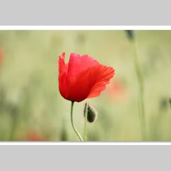 Makrofotografie