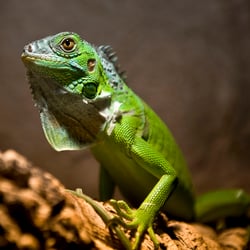 Grüner Leguan