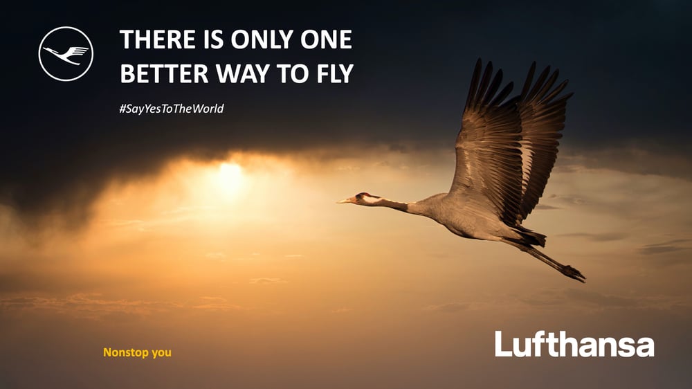 Fly high