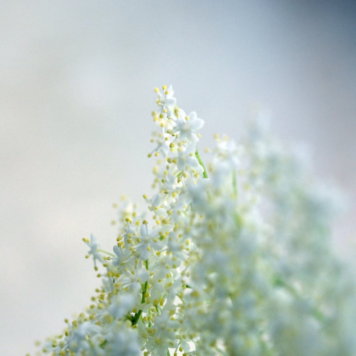 Hollunderblüte