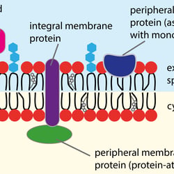 Biological Membrane