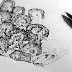 Ananas, Bleistiftillustration