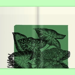 Leafy House Plants Von Benjamin Wurster