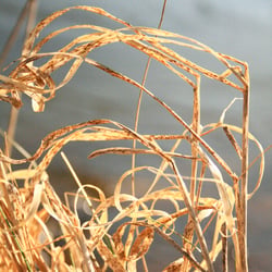 goldie